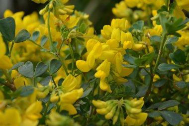 Büyük yeşil bir çalılıkta açan sarı çiçekler.