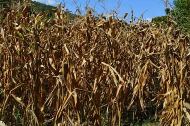 Bir Romen kırsal mısır tarlası.