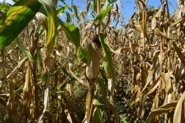 Romanya yazında bir mısır tarlası.