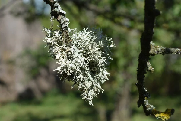 Flores Brancas Árvore Romania — Fotografia de Stock