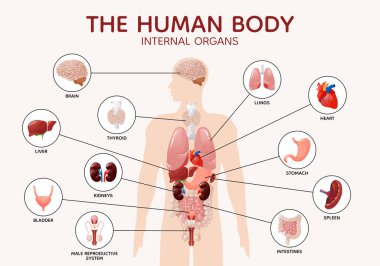 İnsan vücudu anatomisi iç organları ve diyagram posterleri