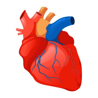İnsan kalbi iç organı