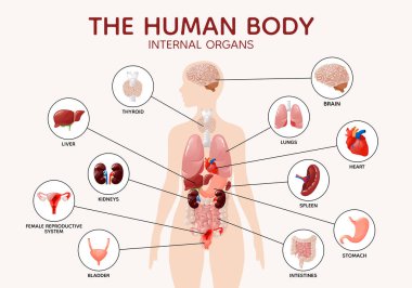 İnsan vücudu anatomisi iç organları ve diyagram posterleri.
