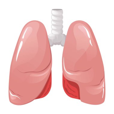 İnsan ciğerleri iç organ