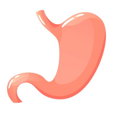 İnsan midesi. Sindirim iç organının anatomisi