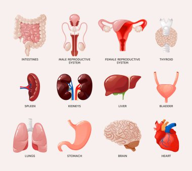 İnsan iç organları seti