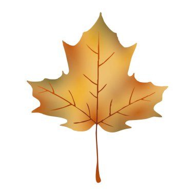 Sonbahar şekerli akçaağaç yaprağı