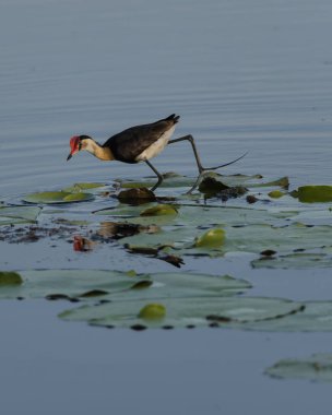 Comb-Crested Jacana on the top of a water plant