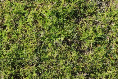 Rozas de Puerto Real, Madrid, İspanya, 1 Diciembre de 2022: Prado de hierva verde en una dehesa en Rozas de Puerto Real, Madrid. İspanya