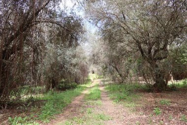Castano del Robledo, Huelva, İspanya, 31 Mart 2023: Büyülü Endülüs kasabası Castano del Robledo 'nun eteklerinde bitki örtüsüyle çevrili yol. Huelva, İspanya