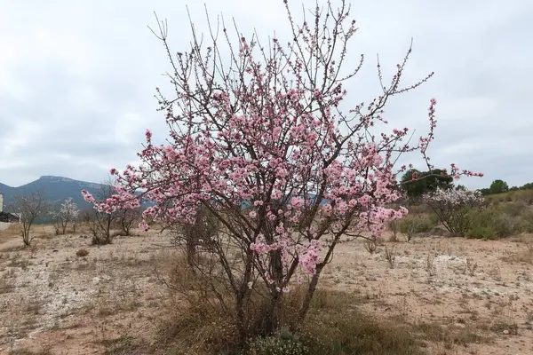 Castalla, Alicante, İspanya, 31 Ocak 2024: Castalla, Alicante, İspanya 'da Badem Ağacı çiçek açtı