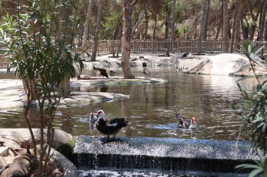 Reina Sofia Parkı, Guardamar del Segura, Alicante, İspanya, 8 Mayıs 2024: Guardamar del Segura, İspanya 'daki Reina Sofya Parkı' nda çeşitli su kuşları çeşitleri