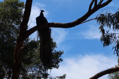Reina Sofia Parkı, Guardamar del Segura, Alicante, İspanya, 8 Mayıs 2024: Guardamar del Segura, İspanya, Alicante 'deki Reina Sofya Parkı' ndaki bir ağacın dalında geniş kuyruğuyla bir tavus kuşunun arka ışığı