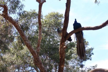 Reina Sofia Parkı, Guardamar del Segura, Alicante, İspanya, 8 Mayıs 2024: Guardamar del Segura, Alicante, İspanya 'daki Reina Sofya Parkı' ndaki bir ağacın dalında iki tavus kuşu