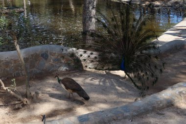 Reina Sofia Parkı, Guardamar del Segura, Alicante, İspanya, 8 Mayıs 2024: Peacock kuyruğunu Guardamar del Segura, İspanya 'daki Reina Sofia Parkı' nda yaymış bir kadın ile birlikte.