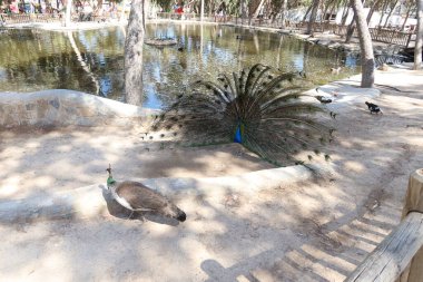 Reina Sofia Parkı, Guardamar del Segura, Alicante, İspanya, 8 Mayıs 2024: Kuyruğunu yaymış bir tavus kuşu Guardamar del Segura, Alicante, İspanya 'daki Reina Sofia Parkı' nda küçük bir gölün yanında bir kadını kovalıyor.
