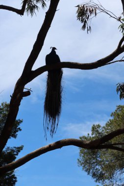 Reina Sofia Parkı, Guardamar del Segura, Alicante, İspanya, 8 Mayıs 2024: Dikey Bakış. Guardamar del Segura, Alicante, İspanya 'daki Reina Sofia Parkı' ndaki büyük bir ağacın dalında bir tavus kuşu.