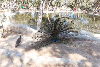 Reina Sofia Parkı, Guardamar del Segura, Alicante, İspanya, 8 Mayıs 2024: Kuyruğunu yaymış bir tavus kuşu Guardamar del Segura, Alicante, İspanya 'daki Reina Sofia Parkı' nda bir kadını kovalıyor