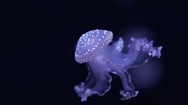 Small Spotted Australian Light Blue Colored Jellyfish Berenang Melawan Aliran — Stok Video