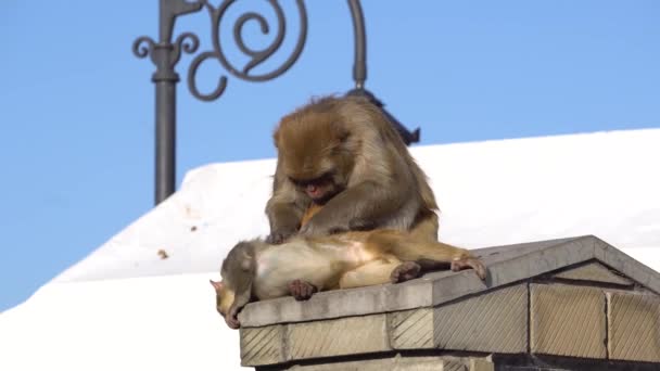 Maymun Bebeği Yol Kenarındaki Sütunda Oturup Çocuğunun Vücudunu Okşuyor — Stok video