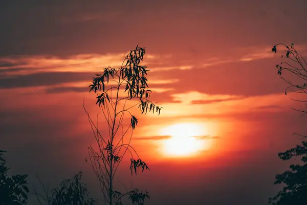 Güneş, ağaçların siluetinin arkasında batarken doğanın dingin güzelliğini hissedin. Huzurlu manzaranın üzerine sıcak bir altın parıltısı saçın..