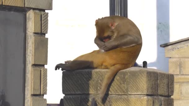 Μια Περίεργη Μαϊμού Εξετάζει Προσεκτικά Γούνα Της Επιδεικνύοντας Περίεργη Συμπεριφορά — Αρχείο Βίντεο