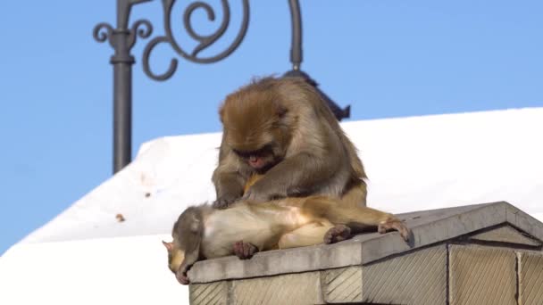 Maimuța Atentă Inspectează Îndeaproape Blana Companionului Afișând Curiozitatea Comportamentul Îngrijire — Videoclip de stoc