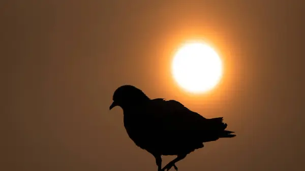 Gün batımına karşı uçan siluetteki bir güvercinin dingin güzelliğini yakalayın. Özgürlüğü, barışı ve doğanın huzur dolu güzelliğini projelerinizde ya da tasarımlarınızda taşımak için mükemmel..