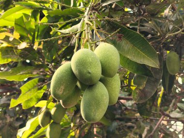 Ağaç gövdesinde asılı mango meyveleri 