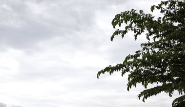 Bulutlu mavi gökyüzü arkaplanlı ağaç yaprakları