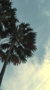 Bulutlu mavi gökyüzü arkaplanlı ağaç yaprakları