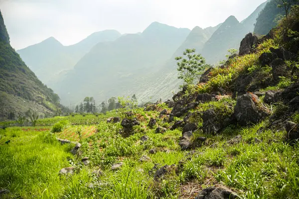 Ağaçlı, çimen köklü kayalık dağ tepeleri manzarası