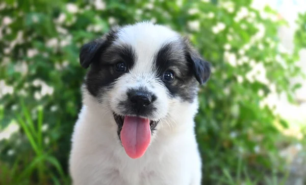 Kameraya Gülümseyen Dilini Gösteren Bir Köpek Yavrusunun Yakın Çekimi — Stok fotoğraf