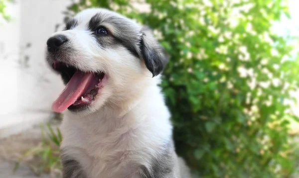 close-up of a puppy smiling at the camera, showing its tongue.