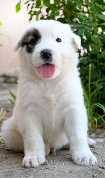 Close Puppy Smiling Camera Showing Its Tongue — Stock Photo, Image