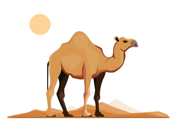 Ilustração Vetorial Dromedário Deserto —  Vetores de Stock