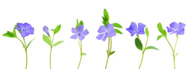 Beyaz arka planda izole edilmiş narin mavi menekşe çiçekleri. Vinca minör. Boşluğu kopyala.