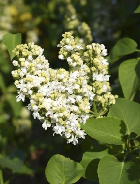 Bahçede çiçek açan beyaz leylak dalı. Seçici odak.