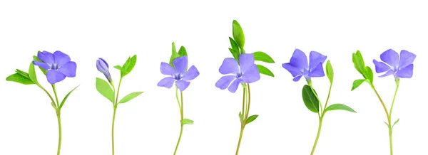 Set Delicate Blue Periwinkle Flowers Isolated White Background Vinca Minor — Stock Photo, Image
