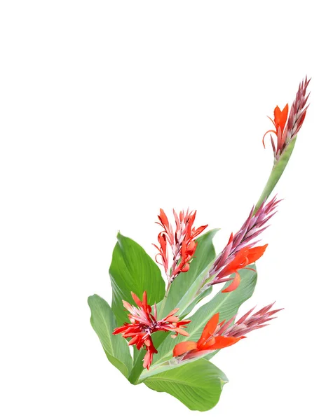 Flores Vermelhas Com Folhas Verdes Canna Lily Isolado Fundo Branco — Fotografia de Stock