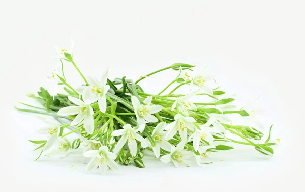 白を背景にしたOrnithogalum Umbelliferaの春の花 春の時間 — ストック写真