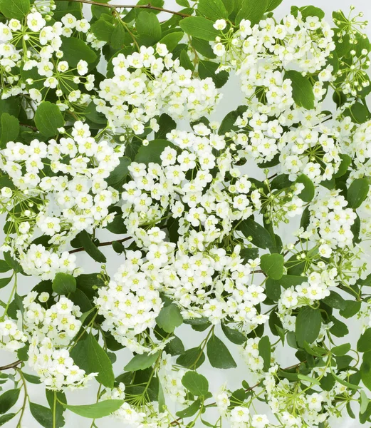 Белые Цветы Spirea Spiraea Cantoniensis Известные Спирея Рива Bridalwreath Spirea — стоковое фото