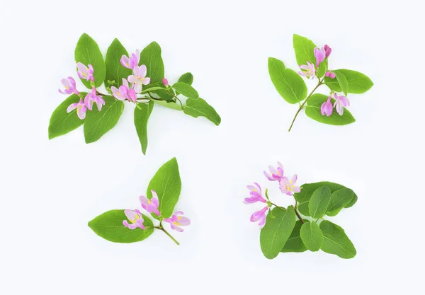 ピンクの花と緑の葉を持つ枝は白い背景に孤立しています 一般名タタリアン ハニーサックル Tatarian Honeysuckle で知られるロニセラ タタリカ — ストック写真