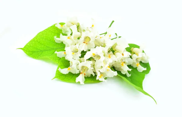 白い花と緑の葉が白い背景に孤立しています カタルパ ビニョニオイデス Catalpa Bignonioides 南カタルパ シガツリー インド豆の木とも呼ばれる — ストック写真