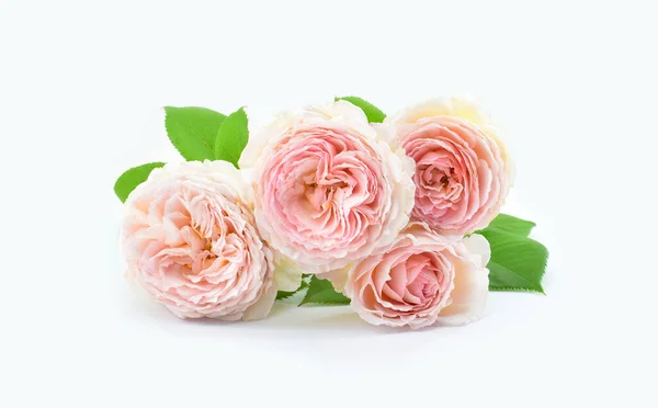 Hermosas Flores Rosadas Aisladas Sobre Fondo Blanco Copiar Espacio —  Fotos de Stock