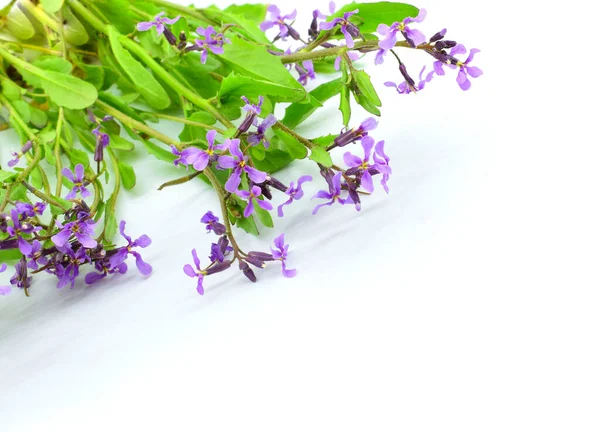 Delicado Campo Púrpura Flores Primavera Aisladas Sobre Fondo Blanco Primavera — Foto de Stock