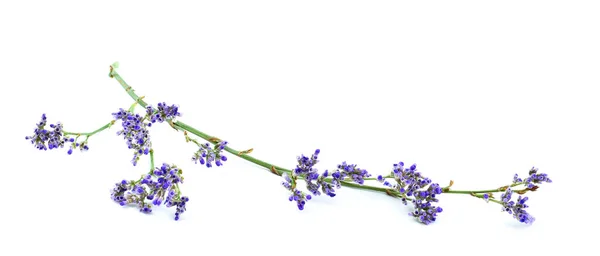 白地に小さな紫色の花を咲かせます スペースのコピー — ストック写真