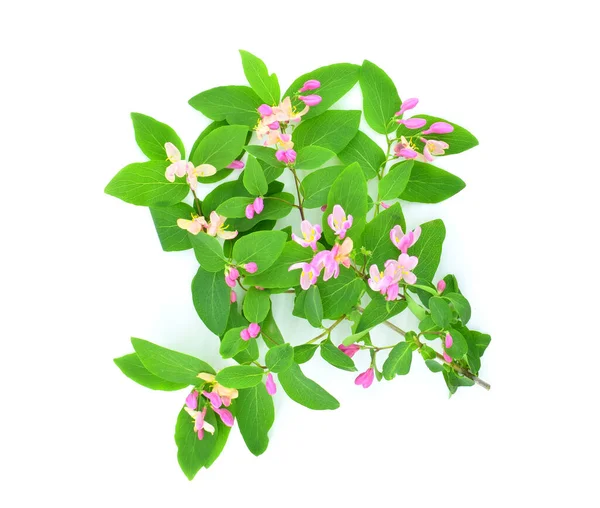 緑色の葉と白い背景に孤立したピンクの花を持つ枝 一般名タタリアン ハニーサックル Tatarian Honeysuckle で知られるロニセラ タタリカ — ストック写真