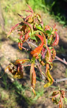 Şeftali yaprağı kıvırcık. Şeftali yaprağı kıvırcığı, yaprakların bozulması ve renklendirilmesi ile karakterize edilen ve Taphrina deformans mantarının neden olduğu bir bitki hastalığıdır..