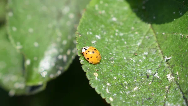 Coccinellidae (ladybird beetles or lady beetles) on leaves plum leaf. The 14-spotted ladybird - active predator aphids.